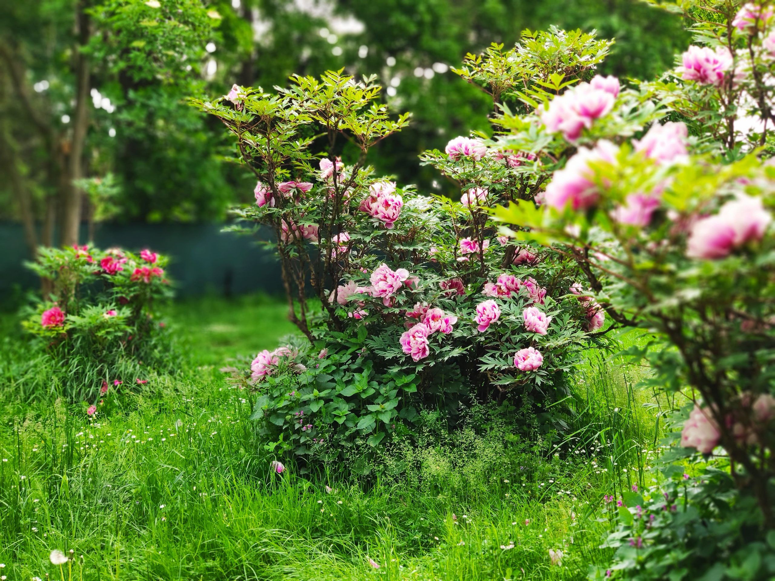 Garten der Helene